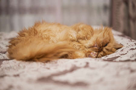 Cute ginger cat is sleeping in soft blanketの写真素材