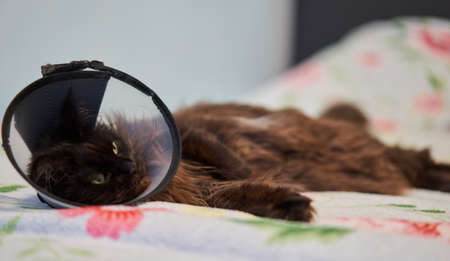 Brown Maine Coon cat wears conical collar while. Safe wound healing without biting and licking.の写真素材