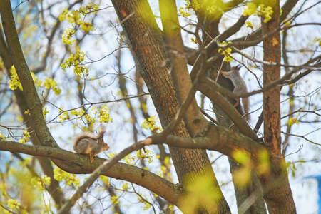 Two squirrels are hanging on a tree trunkの写真素材