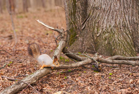 A squirrel is hanging on a tree trunkの写真素材