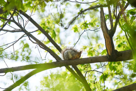 Tired squirrel sleeping down on the branch.