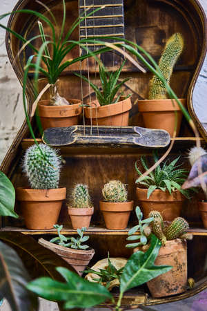 Old guitar with cacti collection inside. Creative interior decoration.