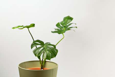 House plant Monstera deliciosa in a green pot on a white background.の写真素材