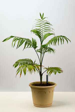 Green house plant hamedorea in a pot.の写真素材