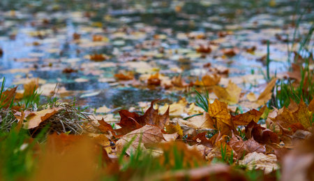 Lakeside strewn with fallen leaves. Concept of golden fall.の写真素材