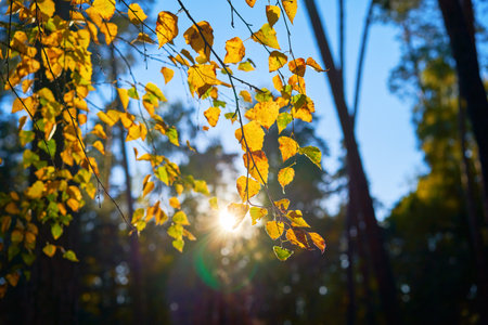 Golden autumn leaves on blue sky background.の写真素材