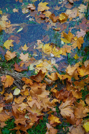 Lakeside strewn with fallen leaves. Concept of golden fall.の写真素材