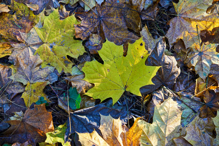 Carpet of autumn leaves underfoot. Concept of golden fall.の写真素材