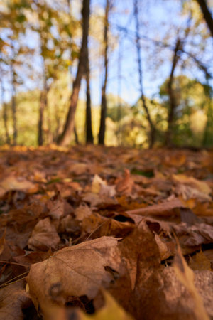 Park with a carpet of fallen leaves underfoot and golden trees.