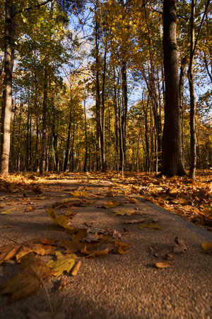 Park with a carpet of fallen leaves underfoot and golden trees.の写真素材