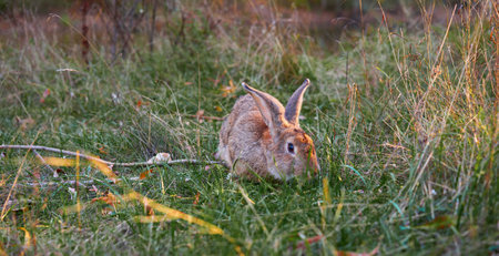 Fluffy eared rabbit sits on a green meadow and eats green grass in the eveningの写真素材
