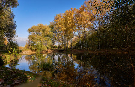 Pond surrounded by yellow trees in afternoon.の写真素材