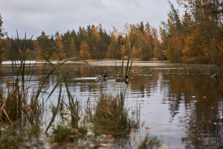 Forest pond with ducks surrounded by autumn foliage in the evening.の写真素材