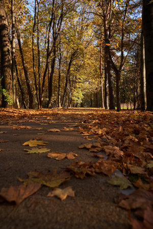 Park with a carpet of fallen leaves underfoot and golden trees.の写真素材