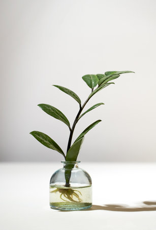 Home gardening - Zamioculcas sprouts in glass jar with water.の写真素材