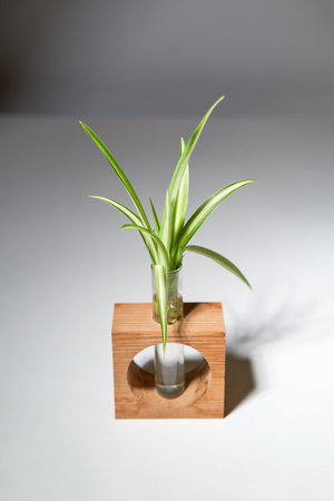 Home gardening - chlorophytum sprouts in glass jar with water.の写真素材