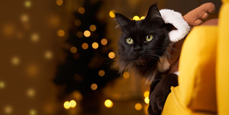 Black maine coon cat in deer suit on sofa against background of Christmas tree.の写真素材