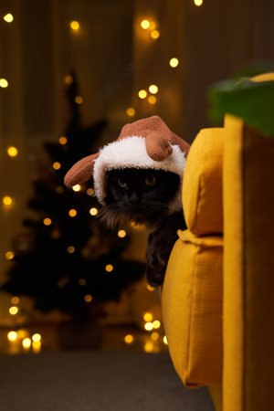 Black maine coon cat in deer suit on sofa against background of Christmas tree.の写真素材