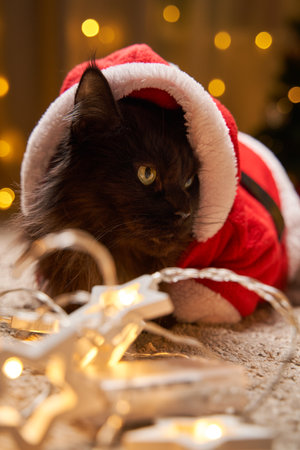 Black maine coon cat in Santa Claus costume with gurland lies on the floor against background of Christmas tree.の写真素材