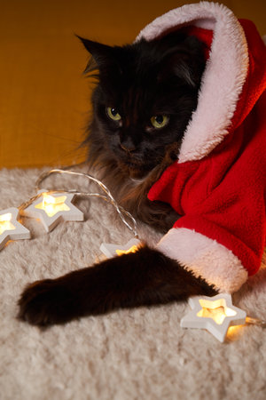 Black maine coon cat in Santa Claus costume on sofa against background of Christmas tree.の写真素材