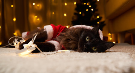 Black maine coon cat in Santa Claus costume lies on the floor against background of Christmas tree.の写真素材