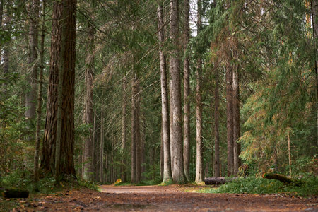Path among the trees in the forestの写真素材
