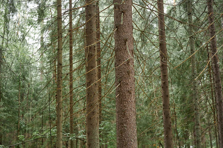 Fir trees in the forest.