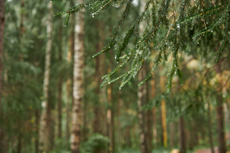 Close-up of beautiful bright young needles on dark green branches of coniferous tree fir.の写真素材