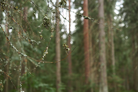 Close-up of beautiful bright young needles on dark green branches of coniferous tree fir.