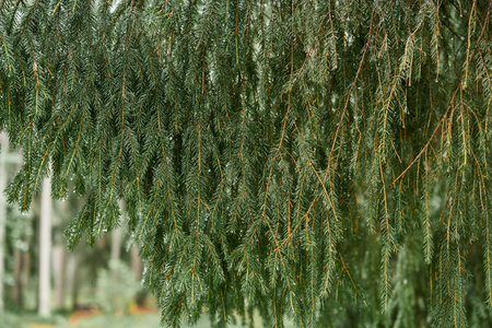 Close-up of beautiful bright young needles on dark green branches of coniferous tree fir.の写真素材