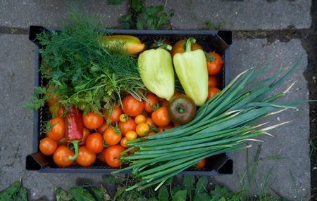 Box with red and yellow tomatoes, green and red peppers, green onions and dill.の写真素材