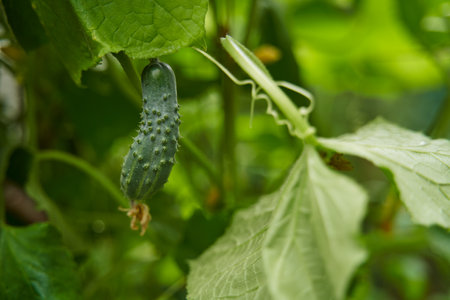Green cucumbers grown in greenhouse. Farm for growing vegetables.の写真素材