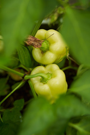 Green peppers grown in a greenhouse. Farm for growing vegetables.の写真素材