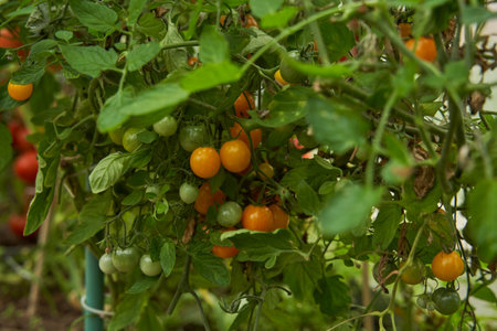 Orange tomatoes on a branch in a greenhouse. Farm for growing vegetables.の写真素材