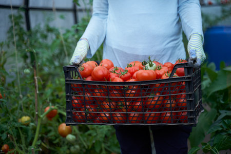 Woman holding a box of tomato crops. Farm for growing vegetables. Delivery healthy food background.