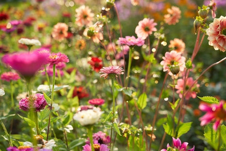 Colorful flowering herb meadow. Field with blossom flowers.の写真素材