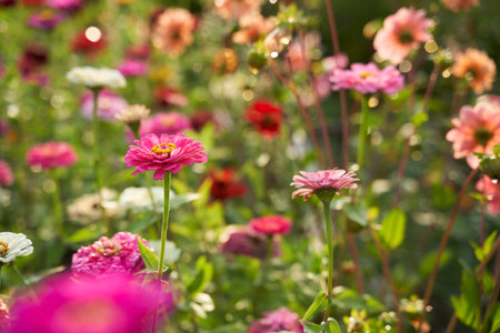 Colorful flowering herb meadow. Field with blossom flowers.の写真素材