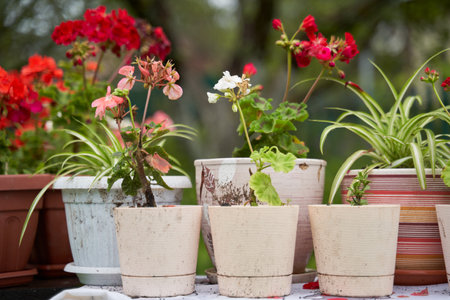 Garden decorated by colorful potted plants.の写真素材