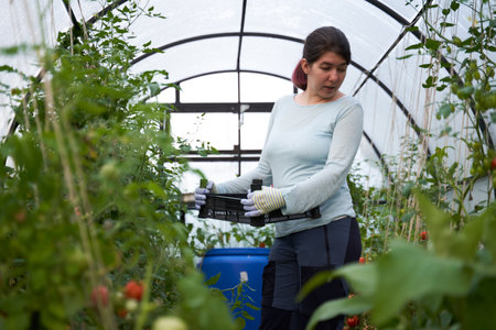 Woman harvesting tomatoes in a greenhouse. Farm for growing vegetables.の写真素材