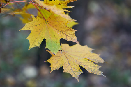 Tree branches with yellow leaves on the background of park.の写真素材