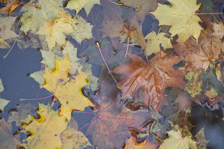 A pile of fallen leaves in a puddle after the rain.