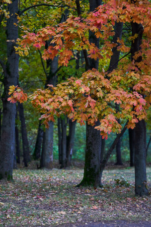 Tree with yellow leaves against the background of the autumn forest.の写真素材