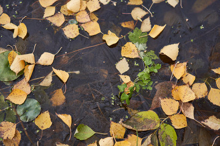 Fallen leaves frozen in a pond.の写真素材