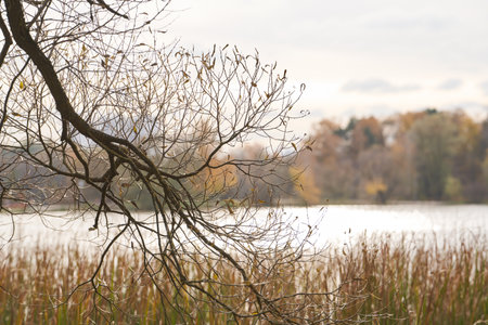 Bare tree branches against the backdrop of an autumn park.の写真素材