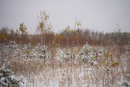 Flakes of snow falling down winter landscape.の写真素材