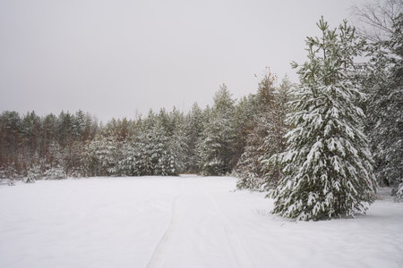 Flakes of snow falling down winter landscape.の写真素材