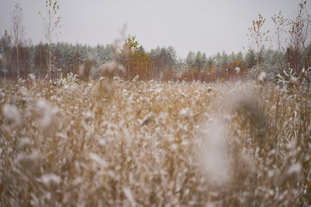 Flakes of snow falling down winter landscape.の写真素材