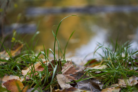 Lakeside strewn with fallen leaves. Concept of golden fall.の写真素材