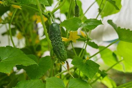 Green cucumbers grown in a greenhouse. Fresh waxes, healthy and proper nutrition.の写真素材