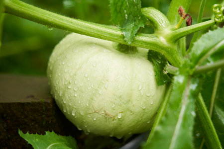 Green pumpkin growing on a farm. Fresh waxes, healthy and proper nutrition.の写真素材